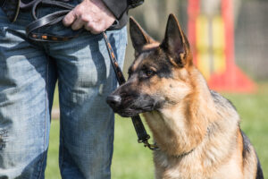 German Shepherd Dog training in Missouri city, texas